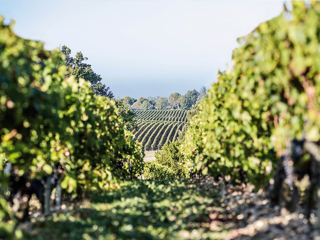 Château Calon Ségur