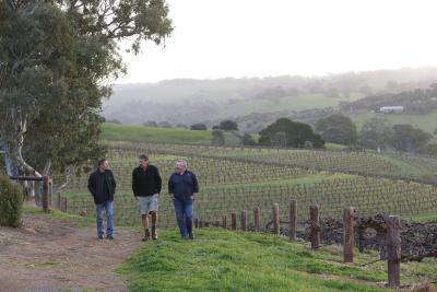 Hickingbotham Clarendon Vineyard