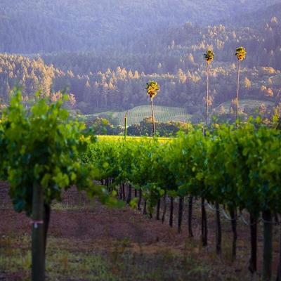 Duckhorn Vineyards