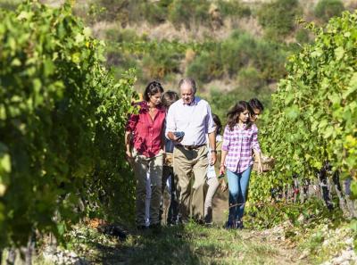 Tenuta Tignanello - Marchesi Antinori